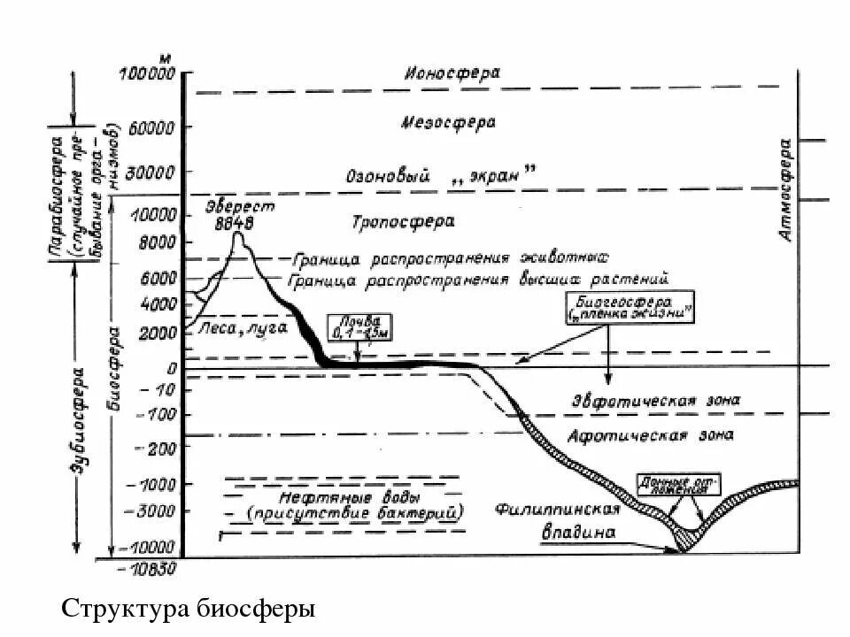 Биосфера и ее структура. Структура биосферы. строение биосферы. структура биосферы таблица. биосфера состав и строение.