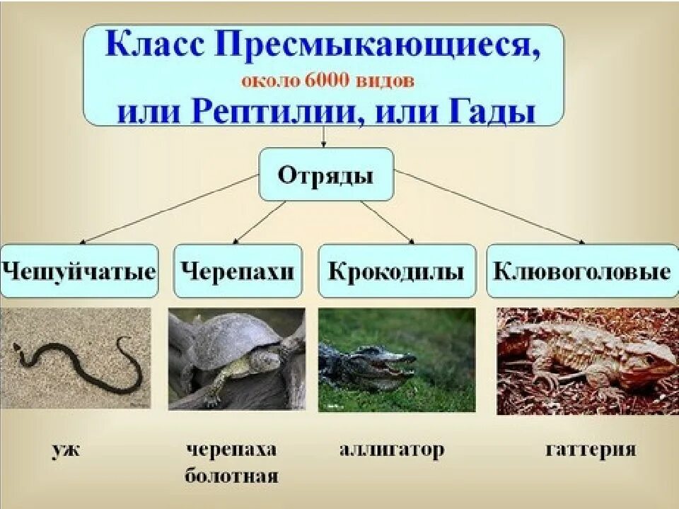 Контрольная работа по пресмыкающимся 8 класс. Пресмыкающиеся представители. класс пресмыкающиеся. класс пресмыкающиеся отряды. пресмыкающиеся или рептилии рептилии.