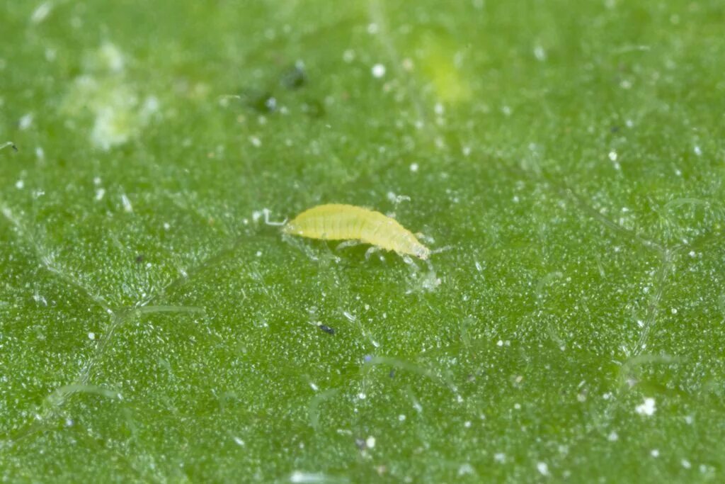 Как выглядят трипсы. Личинка трипса. трипсы насекомые. трипс thrips. оранжерейный трипс.