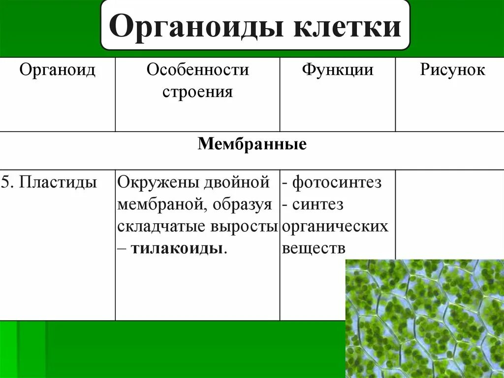 Строение органоида хлоропласта. Строение клетки 9 класс биология пластиды. Хлоропласты клетки строение и функции органоидов. Пластиды клетки таблица. Таблица название органоида строение функции пластиды.