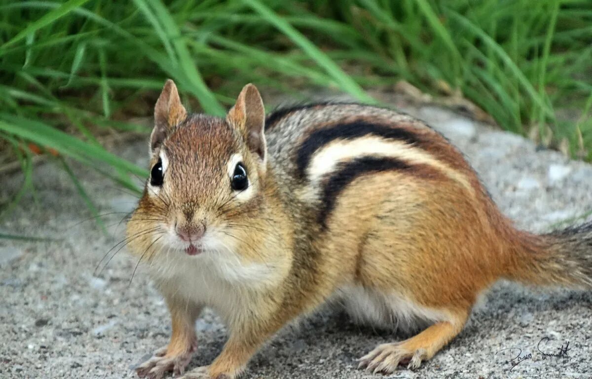 Лисенок. Детеныш куницы. Красивая белочка. Маленькие животные леса. Детеныш лисы.