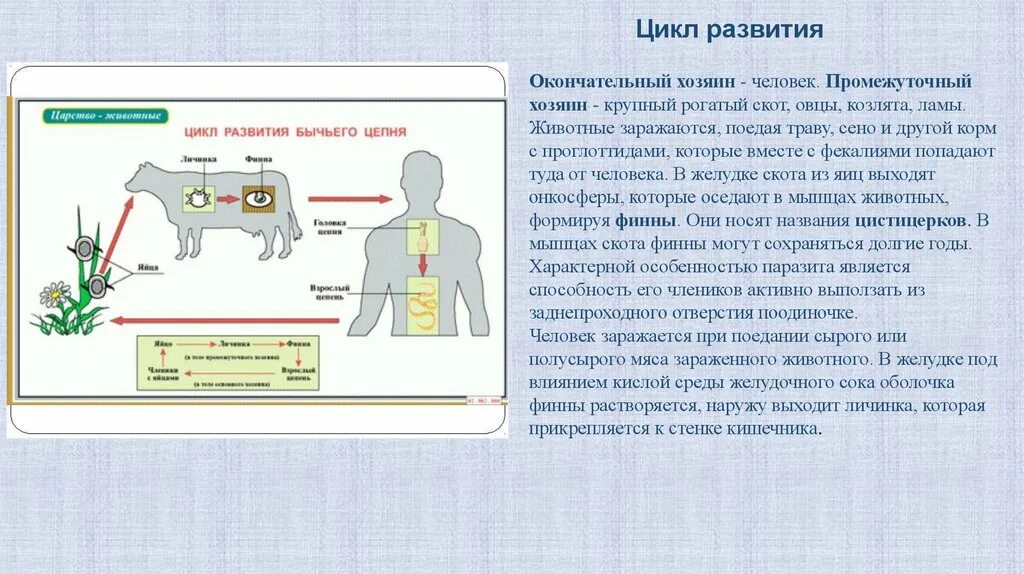 Жизненный цикл бычьего цепня начиная с яиц