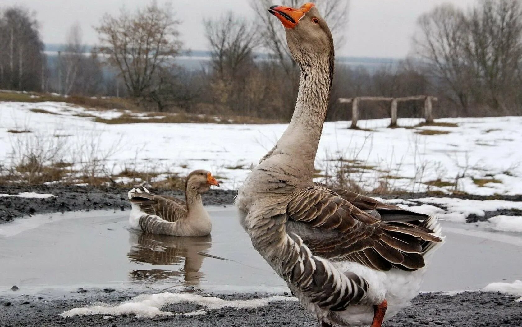 Гусь гуменник охота. Гусь фото. Гуси в природе. Весенний гусь. Гуси зимой.