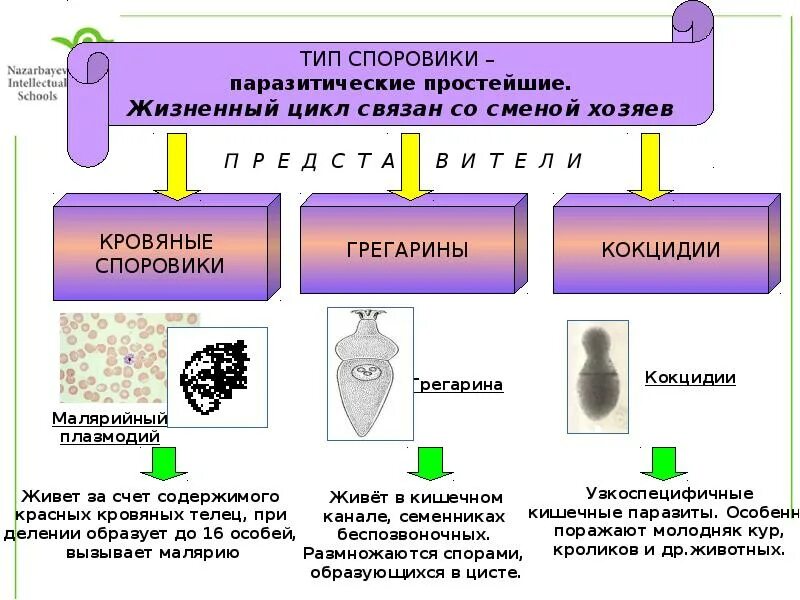 Микробиология и биотехнология. Биотехнология микробиология презентация. Биотехнология микроорганизмов. Бактерии в биотехнологии. Использование бактерий в биотехнологии.