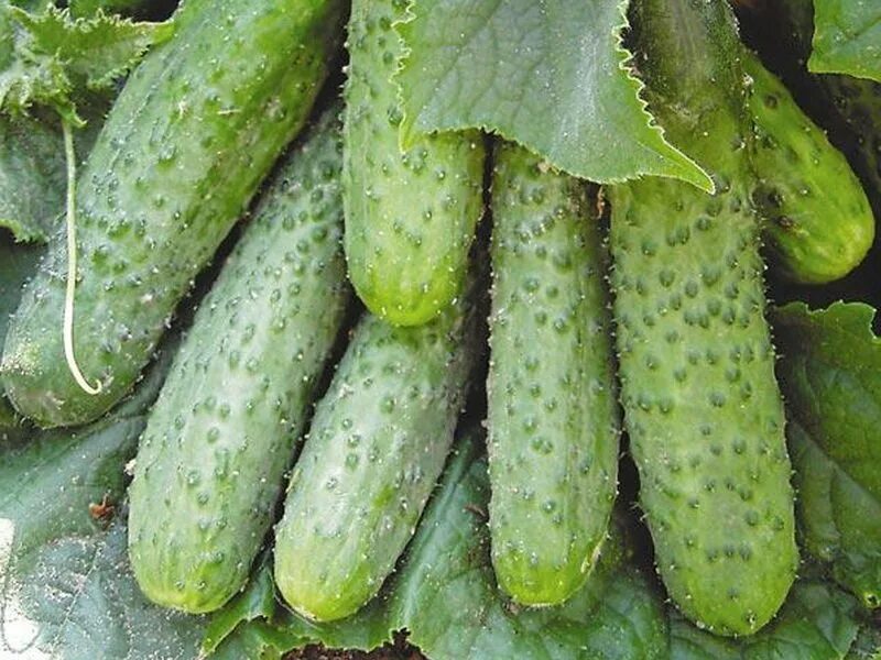 Семена огурцов самоопыляемые для открытого. Огурцы ф1 самоопыляемые. Огурец корнишон лавина f1. Самый лучший сорт огурца для теплицы. Самый лучший сорт огурца для теплицы.