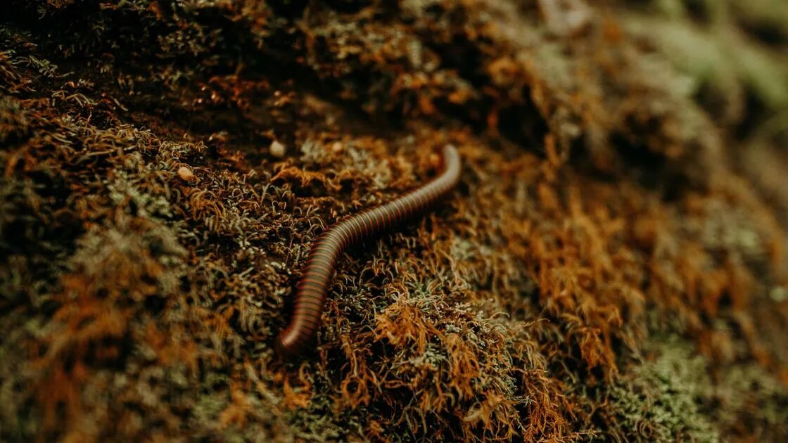 Червь Земляной (Lumbricus terrestris). Почвенные животные. Почвенная фауна. Мелкие почвенные животные. Дождевой червь беспозвоночные животные