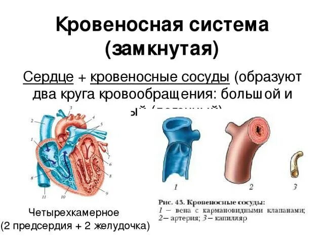 Транспортные системы организма 8 класс. Транспортные системы организма схема. Транспортные системы кровеносная лимфатическая. Биология транспортные системы организма. Кровеносная система биология 8 класс контрольная