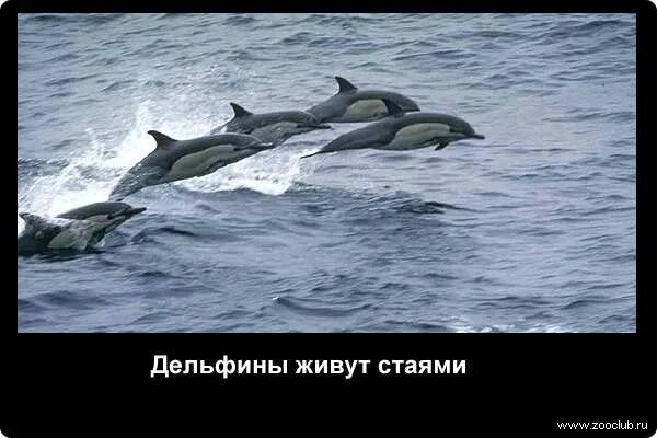 Дельфины живут на суше. Дельфины море обеерч. Дельфин я буду жить. Дельфины живут на суше. Дельфины спасатели фото.
