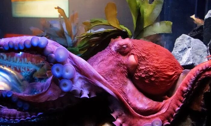 Домашний осьминог в аквариуме. Домик осьминога. Морской аквариум дома с осьминогом. Осьминожка в домике.