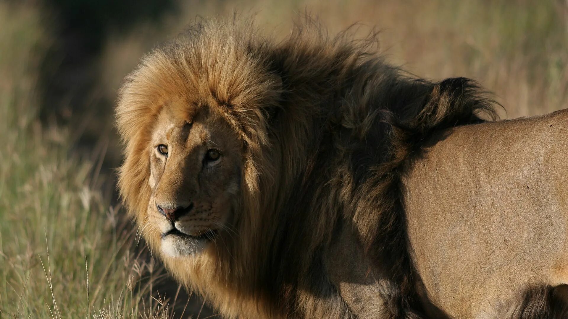 Африканский лев. Восточно африканский лев. Величественный лев. Panthera leo senegalensis. Североконголезский лев.