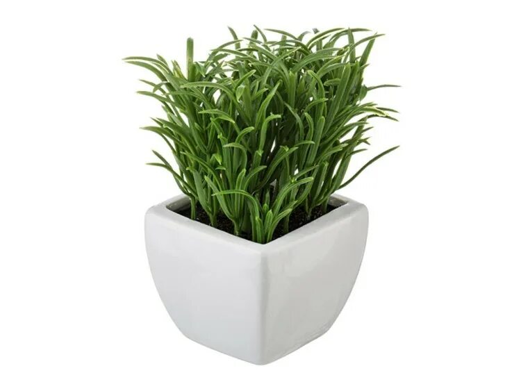 8 в горшочке. маленькие растения в горшках. 8 в горшочке. горшочки для цветов 7 см. тюльпаны в горшке.