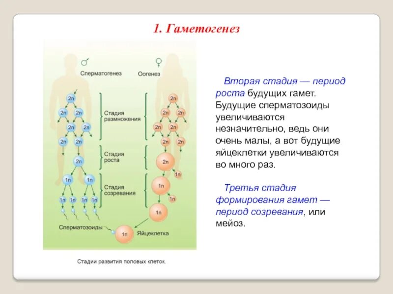 Гамет стадии развития половых клеток. Стадия размножения гаметогенеза. Гаметогенез редукционное деление. Стадии развития гаметы в гаметогенезе.