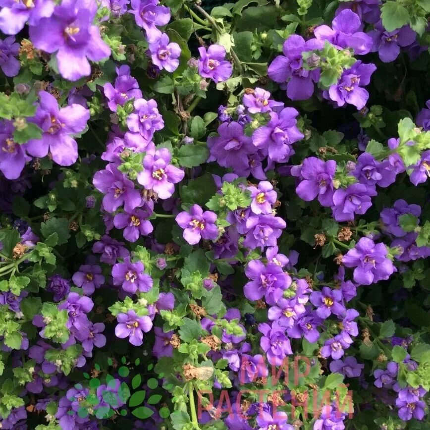 Бакопа ампельная. Бакопа блутопия. Сутера бакопа. Бакота цветок. Бакота цветок.