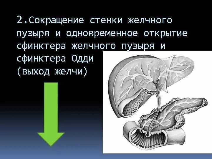 Уменьшенный желчный пузырь. Сокращение желчного пузыря. Сокращение желчного. Желчный пузырь сокращается. Уменьшение желчного пузыря.