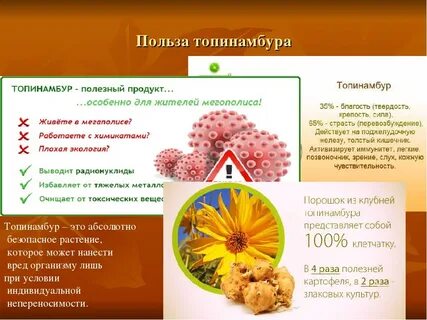 Груша топинамбур полезные свойства