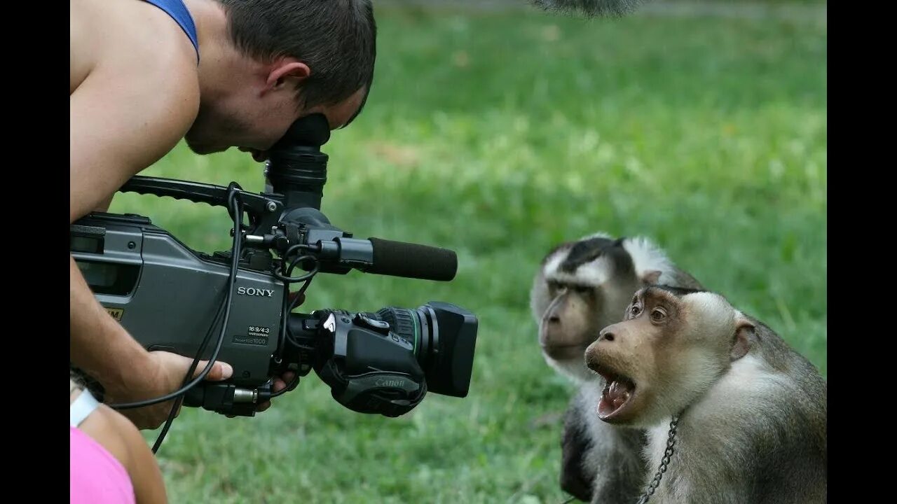 Киносъемка животных. Животные журналисты. Смешной видеооператор. Смешной журналист. Юмористическое видео про