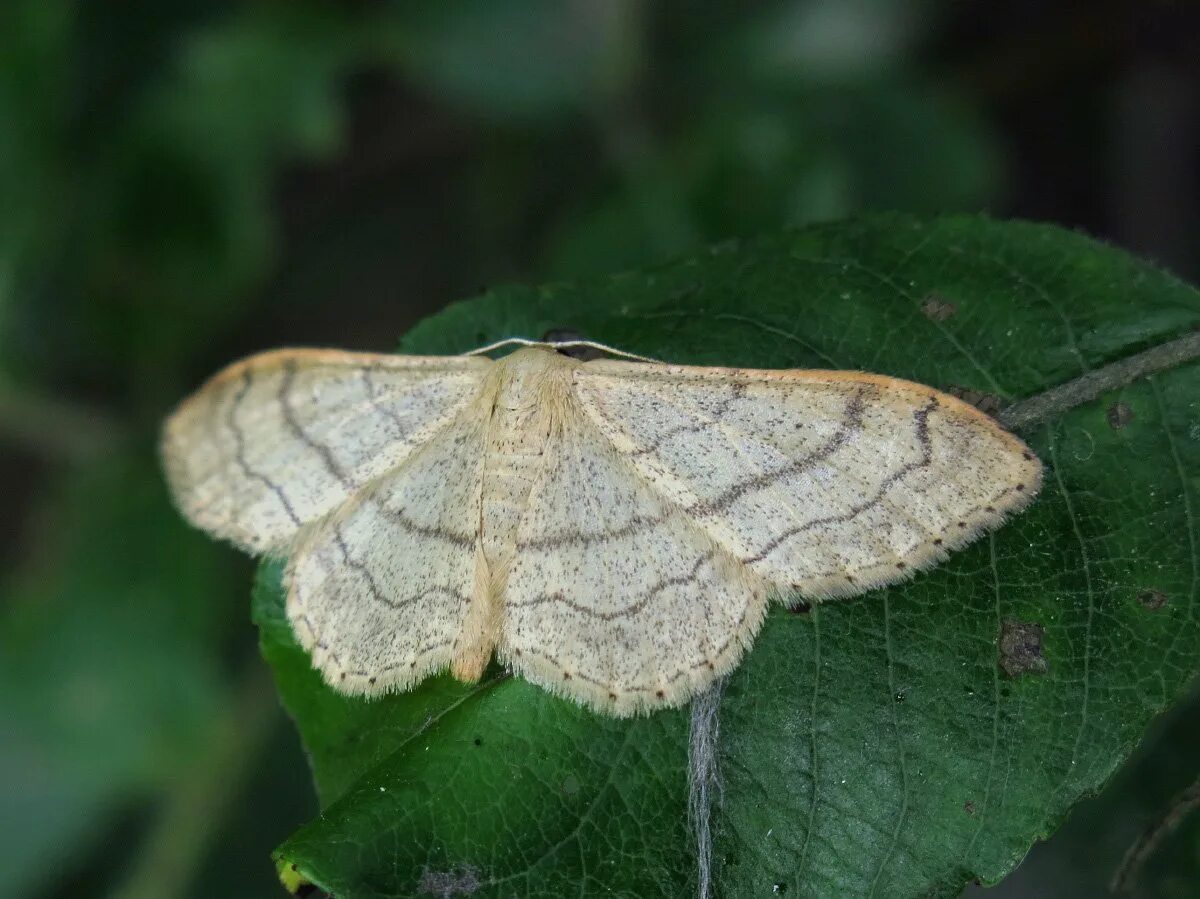 Winter Moth Butterfly Conservation