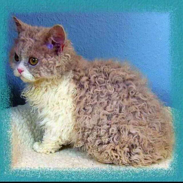 Как называется шерсть кошки. Вычесывание колтунов у кошек. Расчесывание шерсти у кошки. Селкирк рекс котята. Вычесать мейн куна.