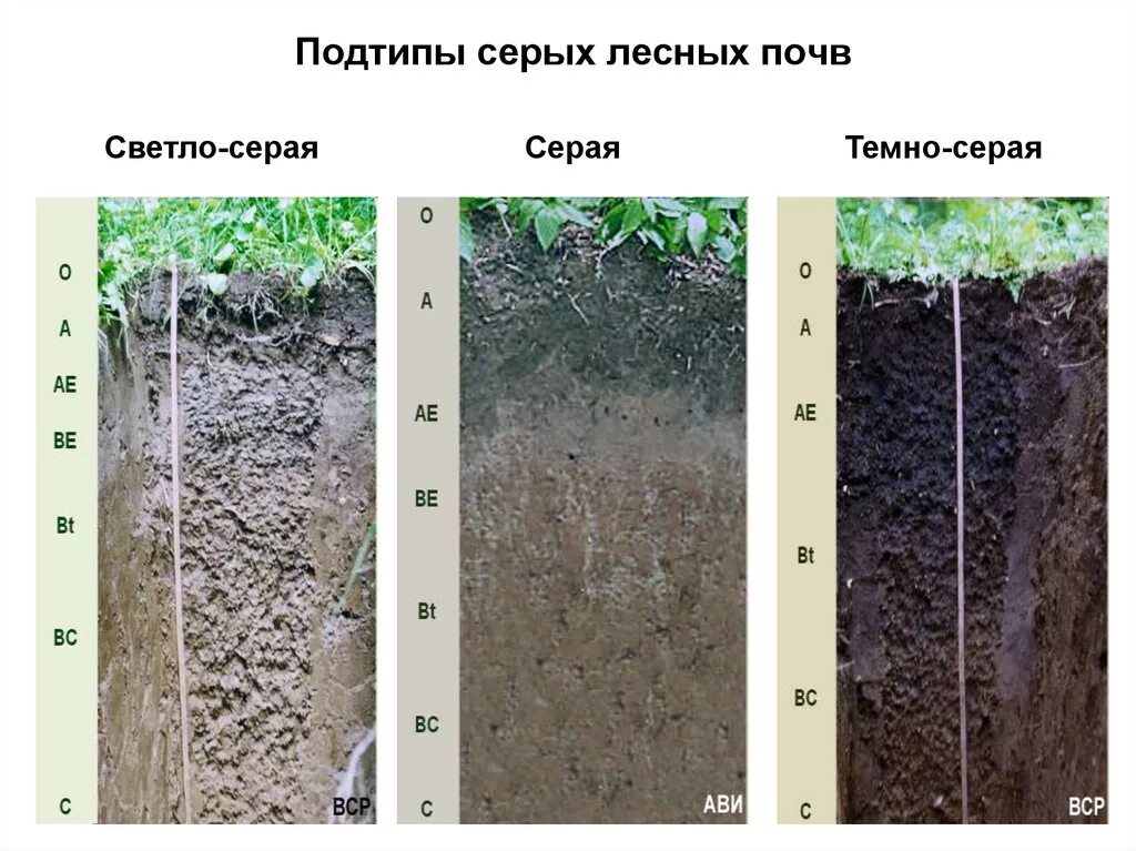 Темно-серые Лесные почвы разрез. Темно серые Лесные оподзоленные. Глубина вскипания в серых лесных почвах. Темно серые Лесные почвы профиль. Состав серых лесных почв