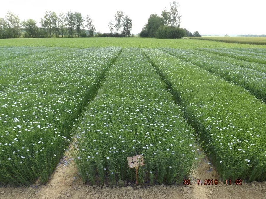 корзинка для грибов желтая\. куст конопли на гидропонике. клубника садовая агроткань. грецкий орех гектар. можно ли в беларуси вырастить.