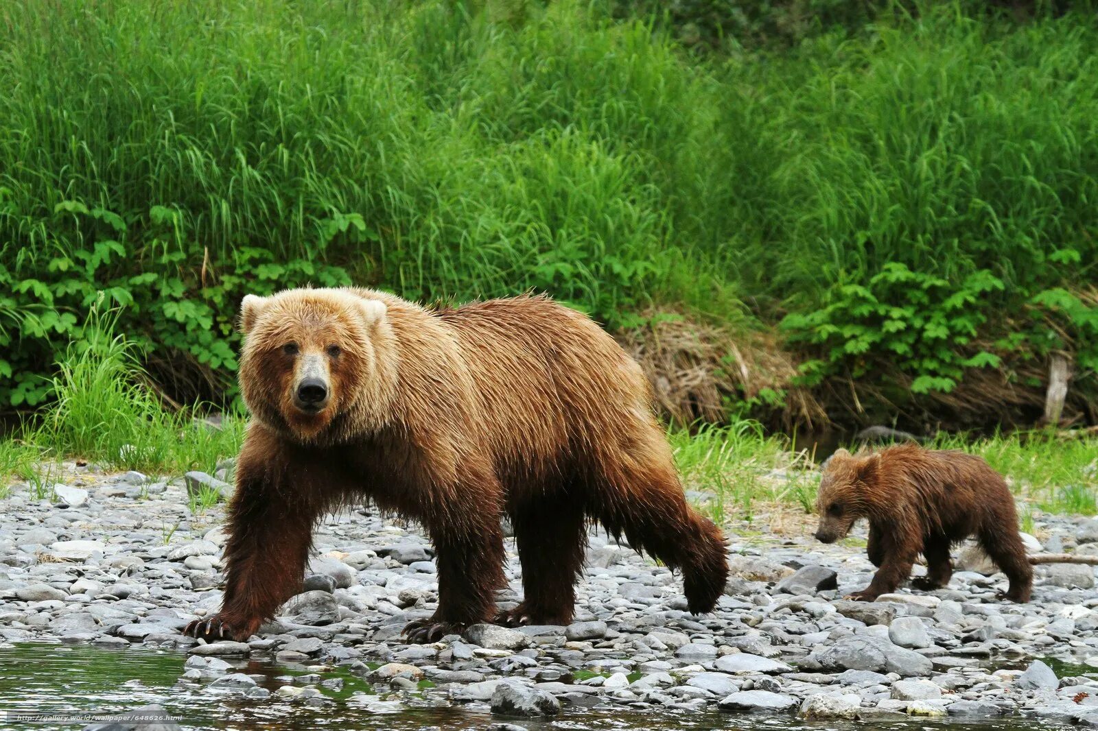 Тяньшанский бурый медведь. Тяньшанский бурый медведь (Ursus arctos isabellinus Horsfield, 1826 ). Тяньшанский бурый медведь бурые медведи. Образ жизни бурого медведя. Бурый медведь тело