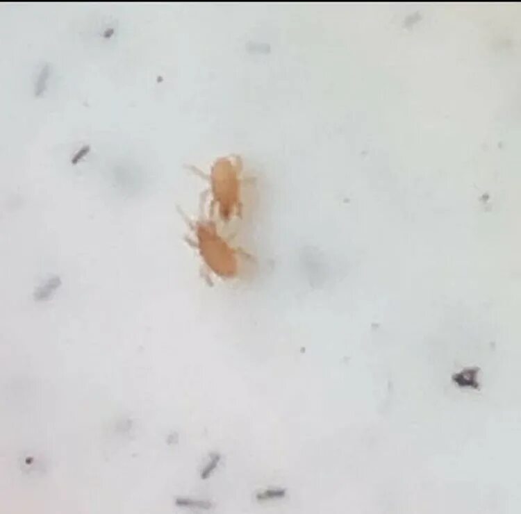 Жучки в грунте комнатных растений черные. Белые жучки червячки в ванной. Завелись коричневые жучки. Подуры ногохвостки орхидеи. Кокон личинки белокрылки.