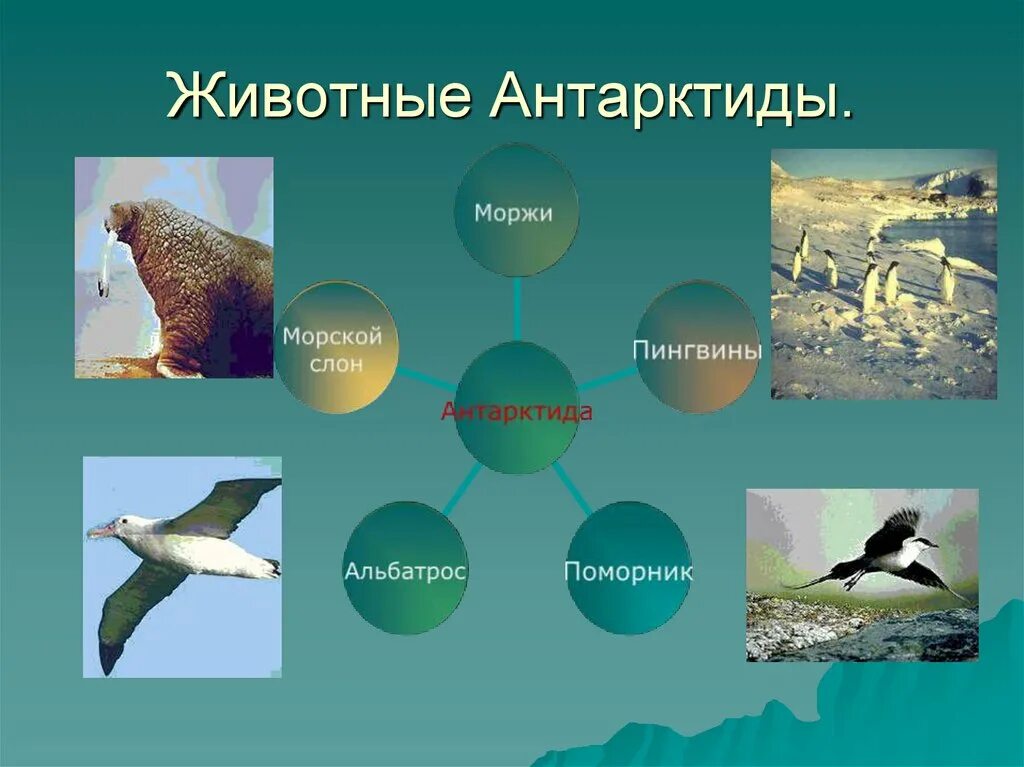 доклад о животном в антарктиде. информация о животных антарктиды. животные антарктиды 1 класс окружающий. обитатели холодных районов земли. растительный и животный мир антарктиды.