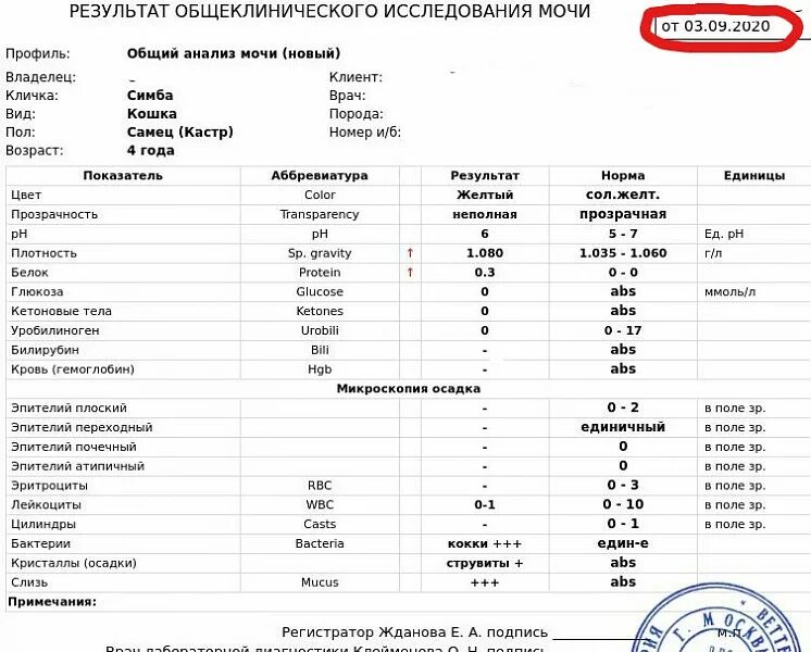 Бактерии в моче после лечения. Струвиты в анализе мочи у кота. Исследование мочи у кошек. Бактерии кокки в моче у кота. Струвиты в моче у кота.