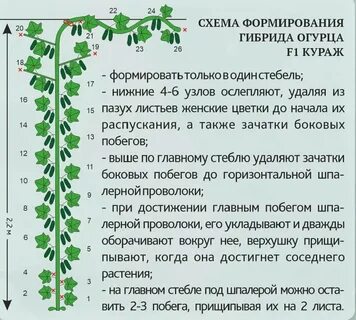 Как ослеплять огурцы в теплице пошаговое фото