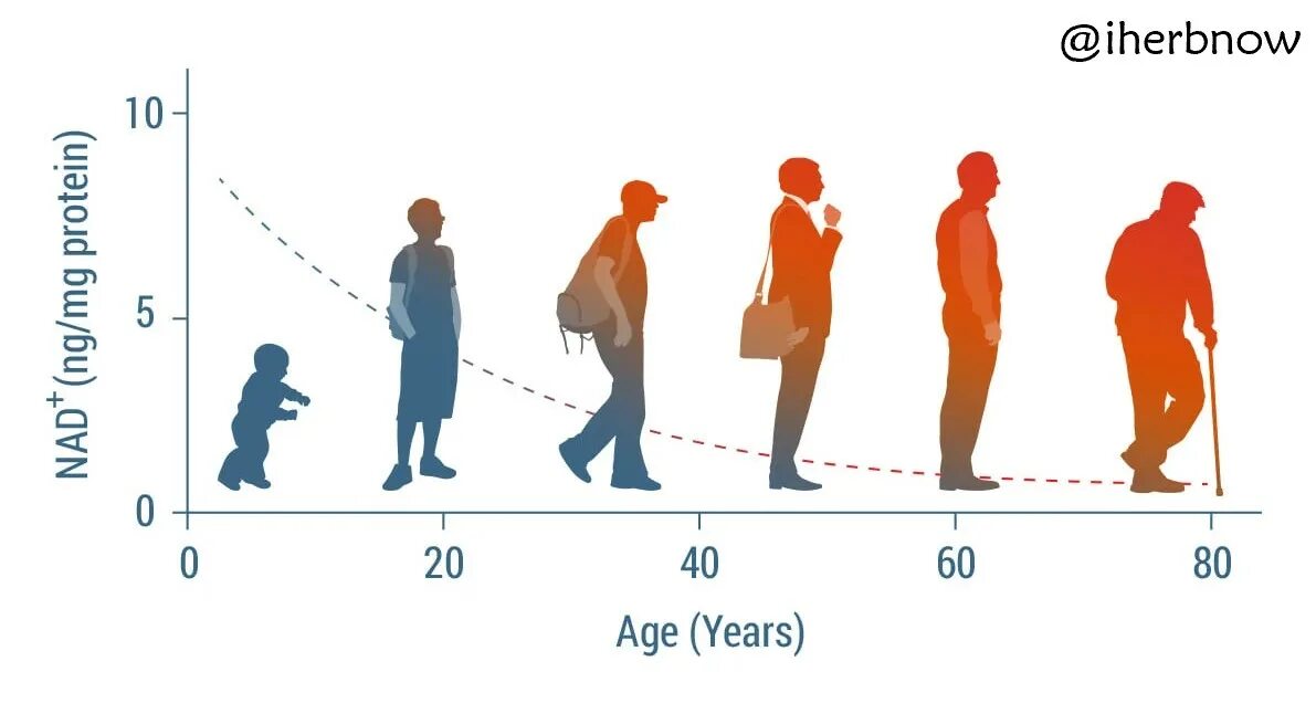 Обучение в течение всей жизни. Ages and Stages of Life. Возростс первого по одинациумасников.