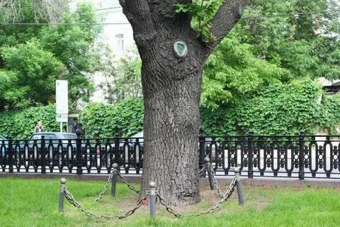 Пушкинский дуб