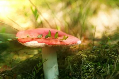 Шляпки красной сыроежки