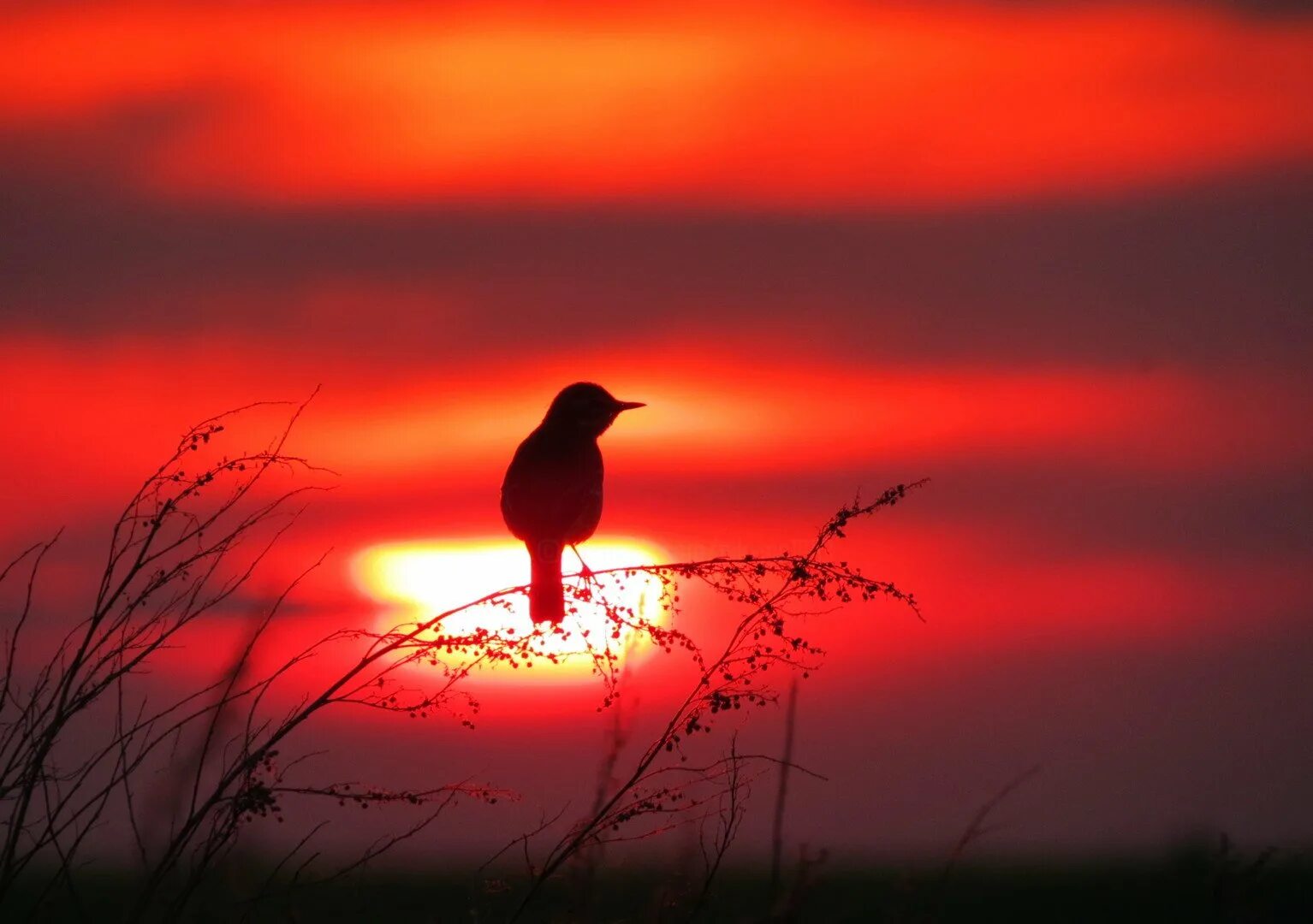 Птицы на закате. Птицы на рассвете. Восход птицы. Вечер птицы.