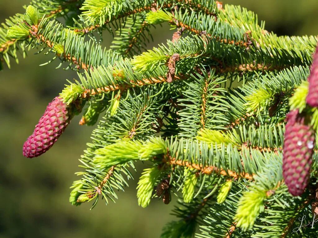 Ель европейская. Ель европейская Picea Abies. Ель обыкновенная Picea Abies. Ель обыкновенная (Picea Abies "columnaris")*. Ель обыкновенная (Picea Abies) ЕВРОПЛАНТ.