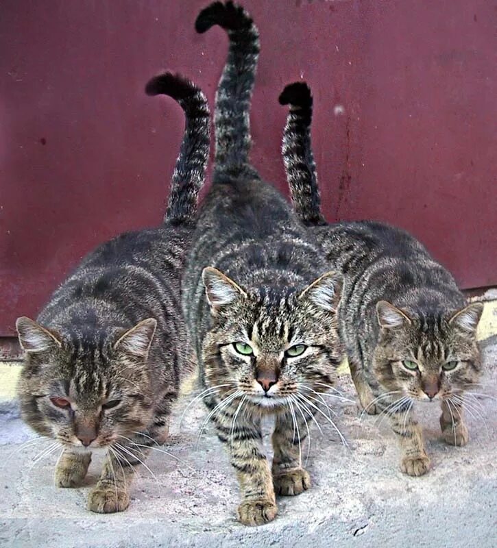 Нет 3 кошки. Три кошки. Юмор с котами. Коты с надписями. Кошачий юмор с надписями.