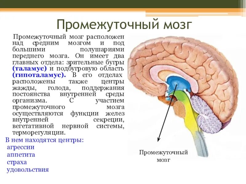 Функция промежуточного мозга дыхание температура тела. Остаток полости промежуточного мозга. Промежуточный мозг строение. Отдел переднего мозга, в котором располагается таламус и гипоталамус. Передний мозг промежуточный мозг и большие полушария.
