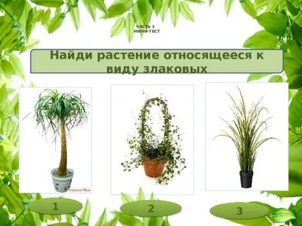 Комнатные растения относятся