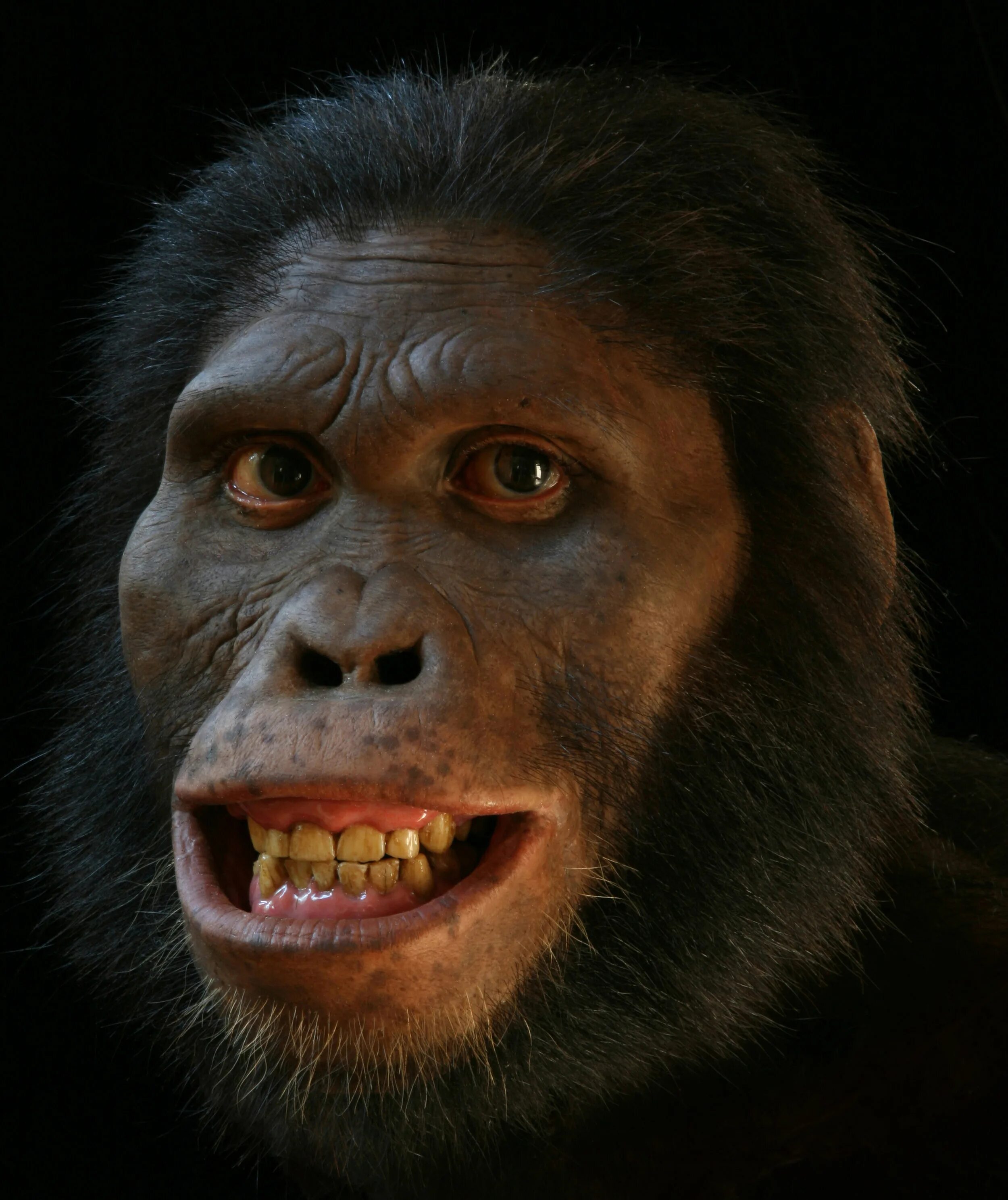 Австралопитек афарский. Австралопитек Африканус. Australopithecus Afarensis (австралопитек афарский). Австралопитеки гоминид.