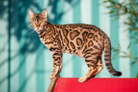 Вес бенгальского котенка