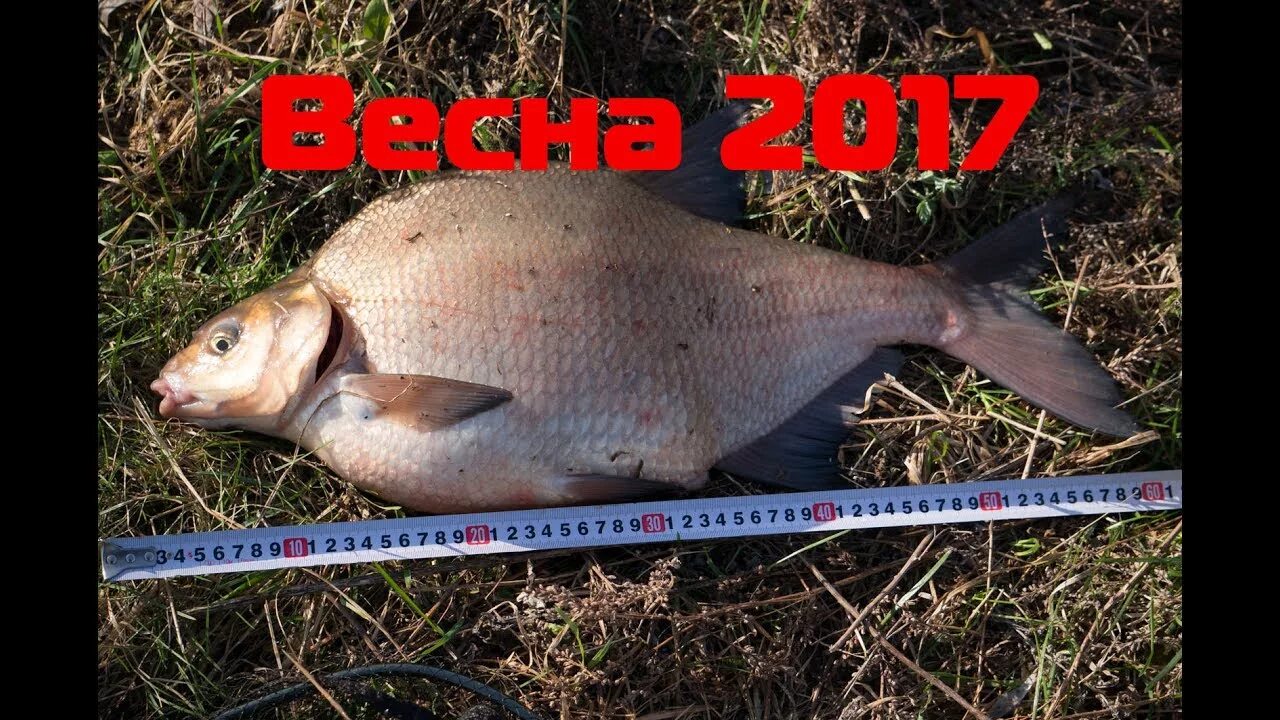 Лещ 5 кг. Лещ 2 кг. лещ 3 кг. лещ 3.5 кг. максимальный размер леща.
