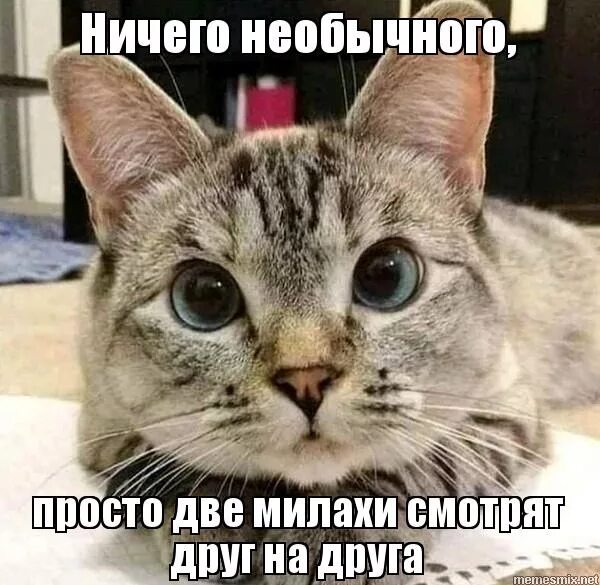 Тут два. Два котика смотрят друг на друга меп. два котика переглядываются. мем котики переглядываются. коты два мем.