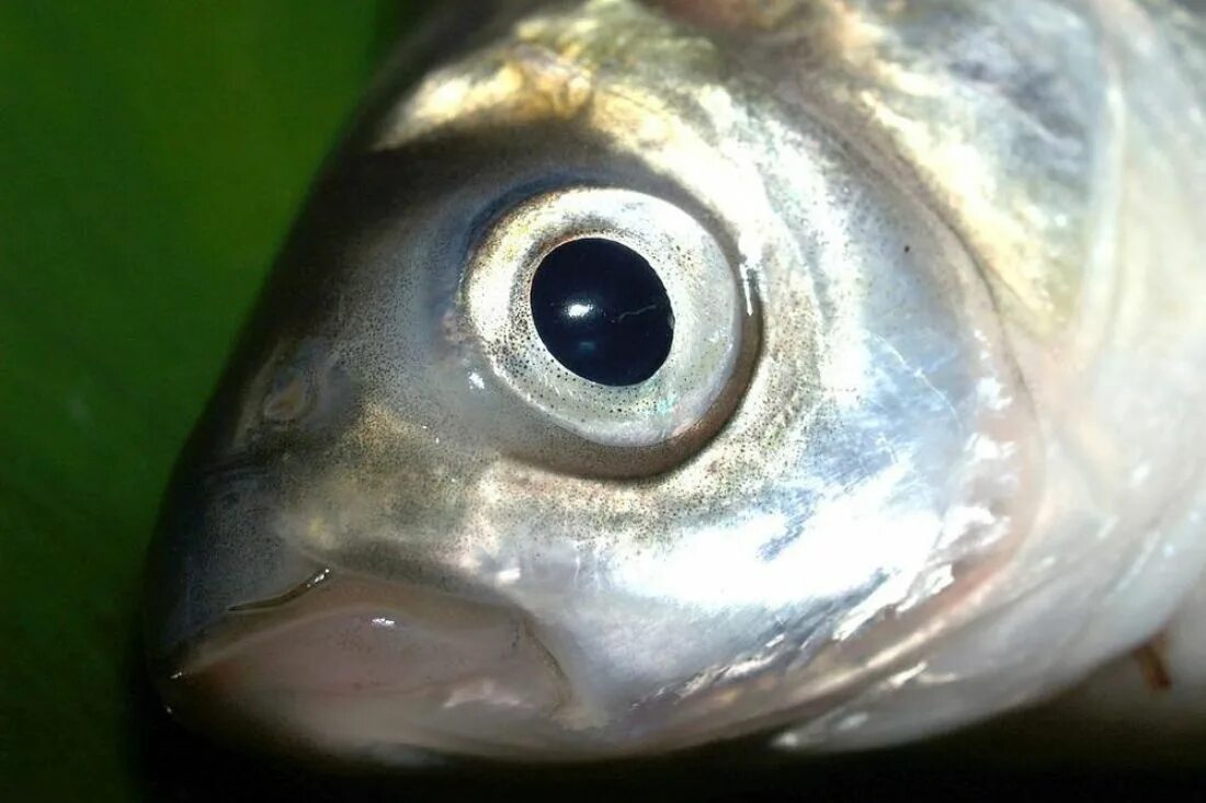 Какие глаза у рыб. Глаз рыбы. Глаза РВБ. Глаз селедки. Глаз рыбы селедки.