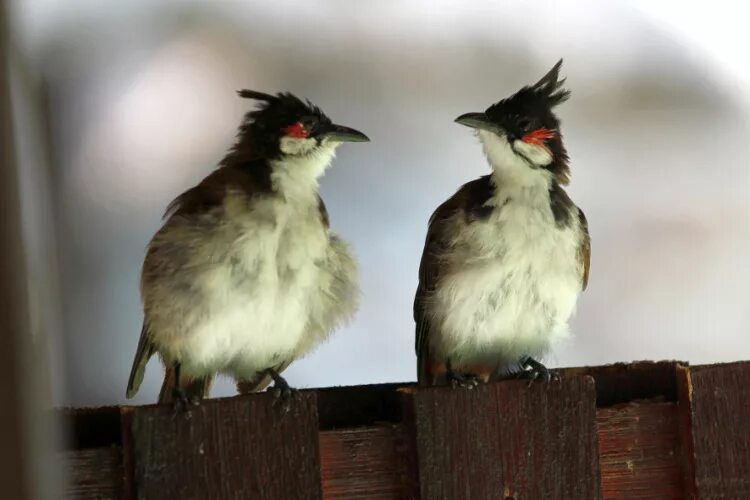 кстати о птичках. кстати о птичках откуда пошла. кстати о птичках откуда пошла. анекдот про маленькую птичку. смех слово картинка.