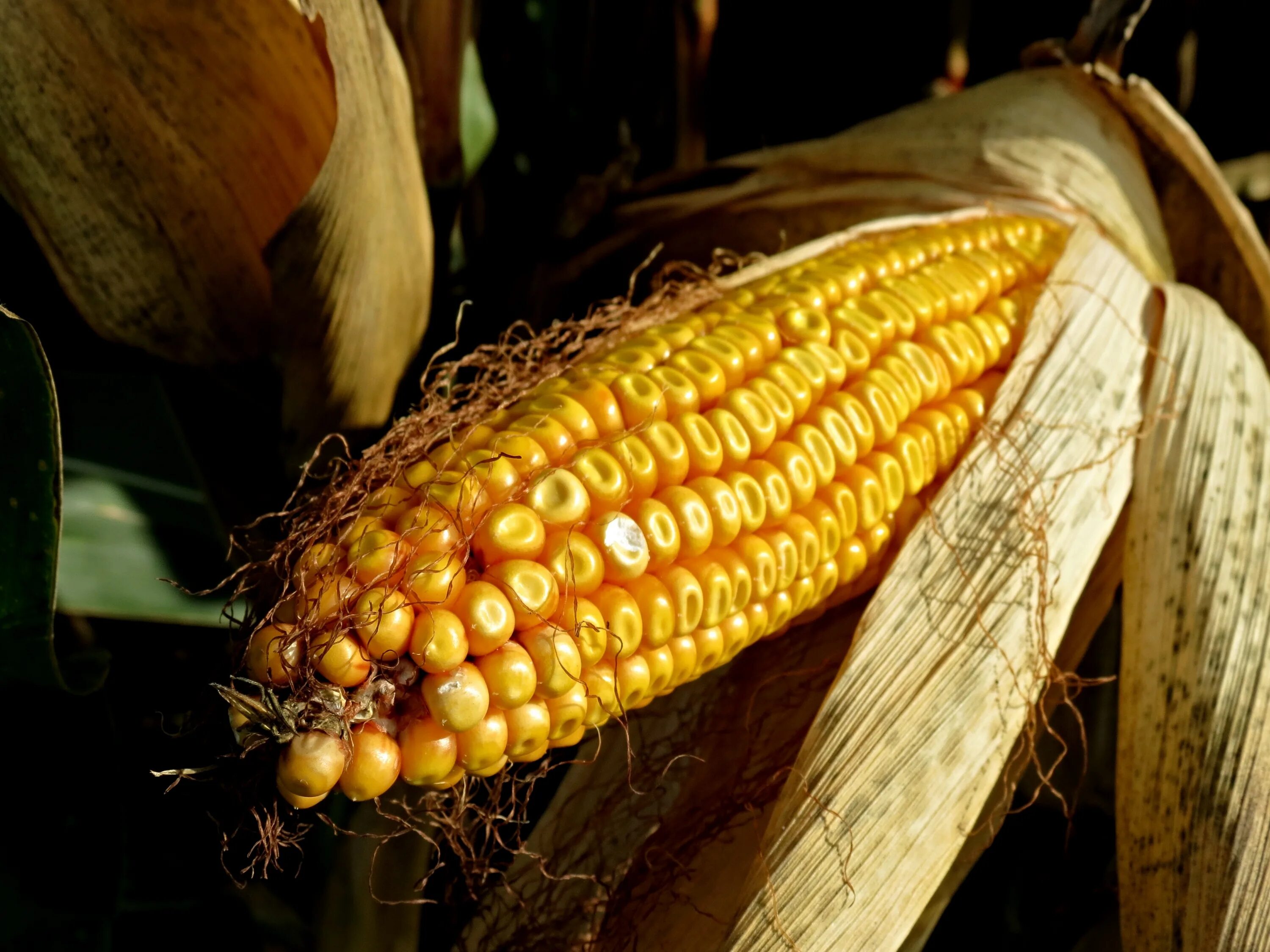 Куры можно кукурузы. Плод кукурузы Зерновка. Поле кукурузы с початками. Кормовая кукуруза. Андрогенез, табак, кукуруза,.