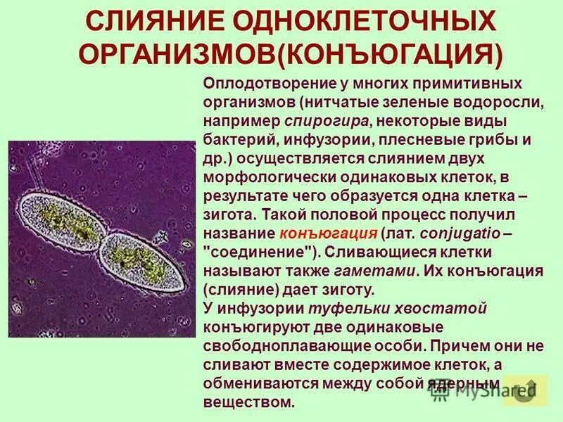 классификация грибов одноклеточные и многоклеточные. грибы это одноклеточные организмы. одноклеточные грибы и многоклеточные грибы. одноклеточные и многоклеточные царство грибы. грибы одноклеточные или многоклеточные.