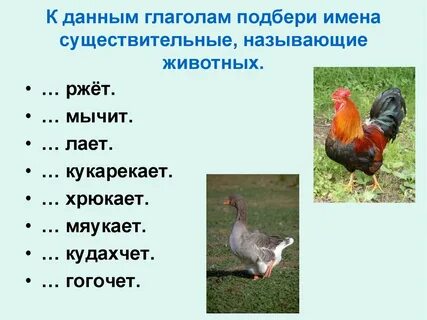 Имена существительные птицы