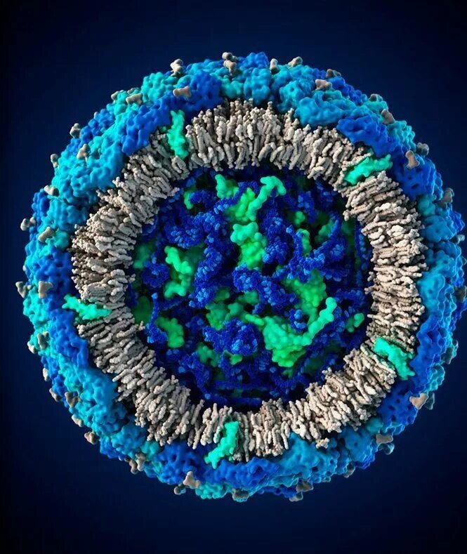 Зика вирус модель. ВИЧ вирус 3d модель. Вирусы под микроскопом. Модель вируса иммунодефицита человека. Вирусы гриппа d