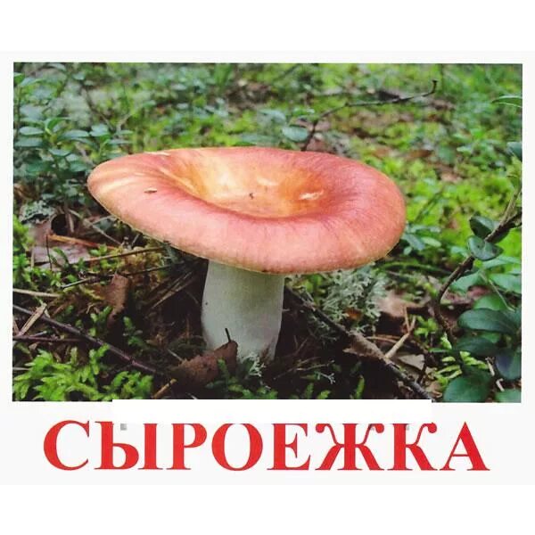 сыроежка крымская. грибочек сыроежка. дети сыроежки. сыроежка рисунок. сыроежка гребенчатая.