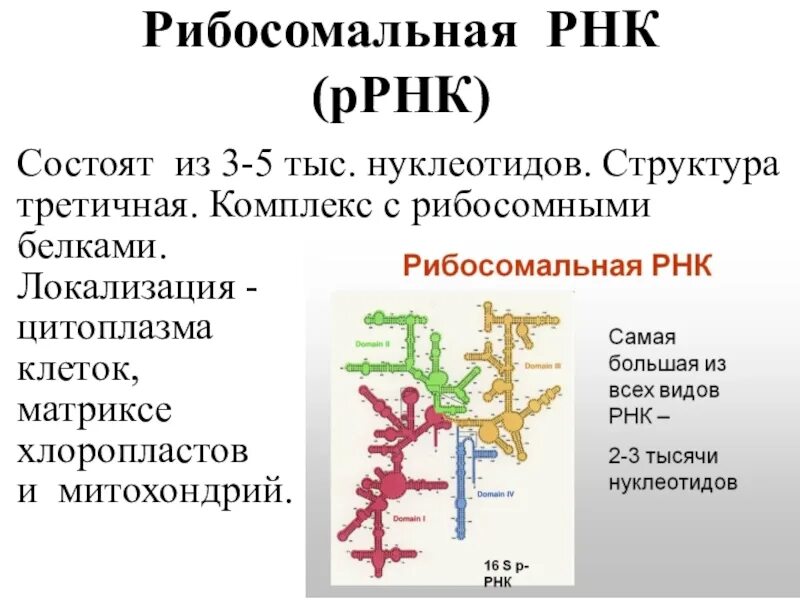 Примеры рнк. Вторичная структура рибосомальной РНК. РНК ИРНК, РРНК. Строение РРНК биохимия. Молекула РНК строение и функции.