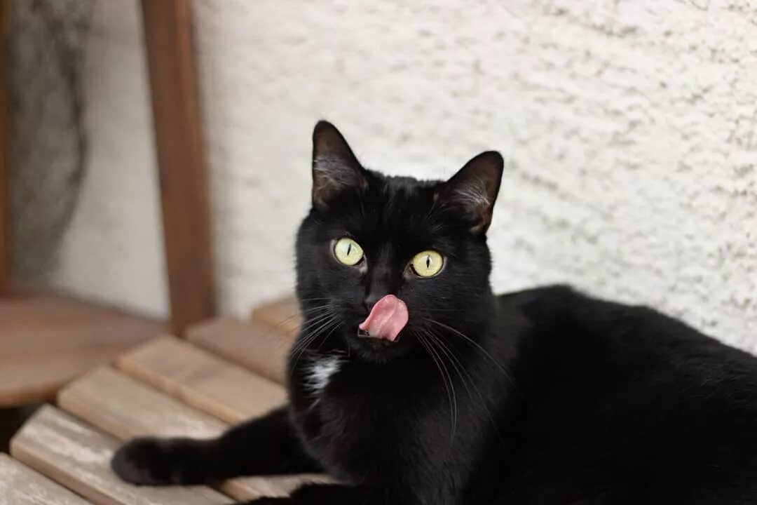 Фотографии породы черных кошек